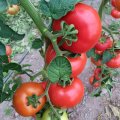 Pomidor TG9121 250n