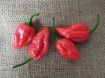 Papryka Habanero Czerwona 100n