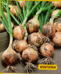 Cebula ozima Winteria 500G