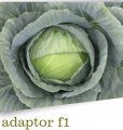 Kapusta Adaptor 2500n