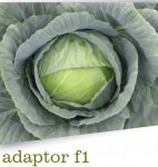 Kapusta Adaptor 2500n