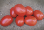 Pomidor Vaquero 5000n