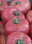 Pomidor Mamoru 500n