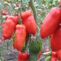 Pomidor Cornabel 250n