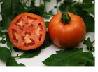 Pomidor Fuchsia 50n