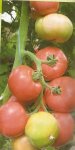 Pomidor Dimerosa 500n
