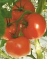 Pomidor Marissa 500N
