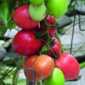 Pomidor Jangcy V440 1000n