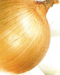 Cebula ozima Augusta 125T