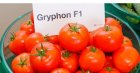 Pomidor Gryphon 500n