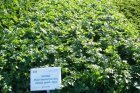 Pietruszka naciowa Novas 250T
