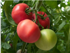 Pomidor Mamston 500n