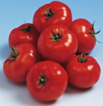 Pomidor Forenza 500n