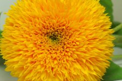 Słonecznik kwiatowy Sonnengold 1kg peł. niski