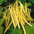 Fasola Uniwersa 500g