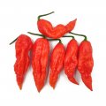 Papryka Naga Morich 1000n