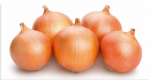 Cebula Rijnsburger 5 250T Syng.