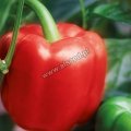 Papryka Batna 250n