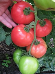 Pomidor VP1 250N