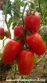 Pomidor Deliwanda (TG 8880) 250n