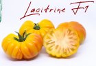 Pomidor Lacitrine 50n