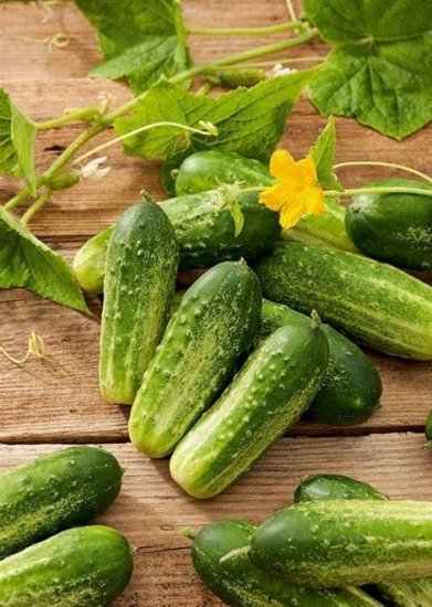 Ogórek Starter 50g - Kliknij na obrazek aby go zamknąć