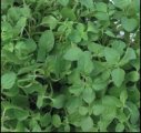 Oregano Greckie 5g