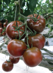 Pomidor Sacher 100n