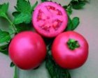 Pomidor Volna 5000n