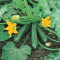 Cukinia Storss Green 100g