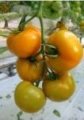 Pomidor Beorange 500n
