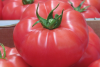 Pomidor pod osłony