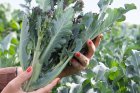 Brokuł gałązkowy Santee 1000n Organic