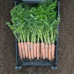 Marchew Napoli 25T 2.0-2.2 Organic
