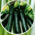 Cukinia Gambit 100g