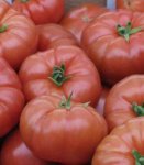 Pomidor szklarniowy