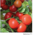 Pomidor Baikonur 500n