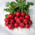 Rzodkiewka Celesta 2.5-2.75 1MLN