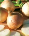 Cebula ozima Augusta 500G