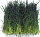 Cebula szczypiorowa Jowisz 100g