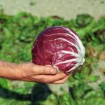 Cykoria liściowa Leonardo 10T Organic