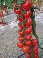 Pomidor Intrigo 500n