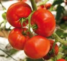 Pomidor Casania 500n