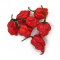 Papryka Carolina Reaper PPA401185 100n