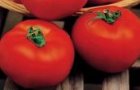 Pomidor Hector 5g