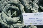 Kapusta Medee 2500n