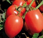 Pomidor Tyanna 5000n