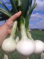 Cebula ozima Argenthea 500g