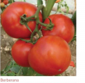 Pomidor Berberana 500n