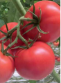 Pomidor Buenarosa 500n